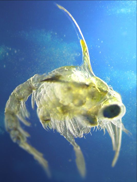 Le réchauffement climatique va bouleverser la biodiversité marine